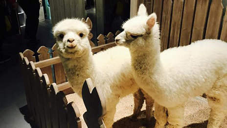 家居賣場開動物樂園，羊駝、土撥鼠等600只動物齊聚